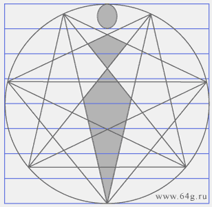 ideal somatic shapes of female figure in lines of heptagonal network